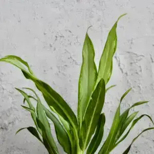 aglaonema-coutelas-rastlinkovo