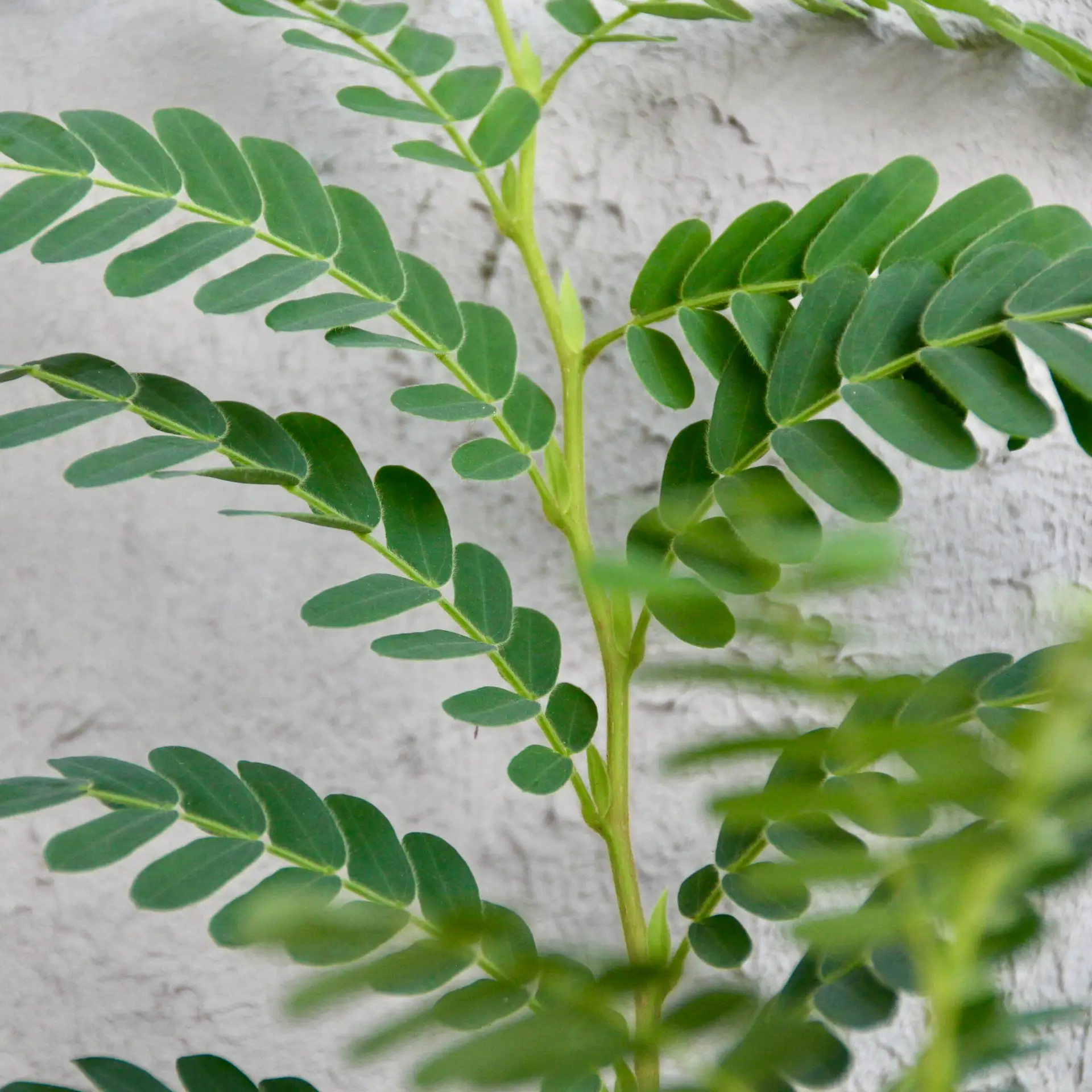 E-shop Tamarindus indica