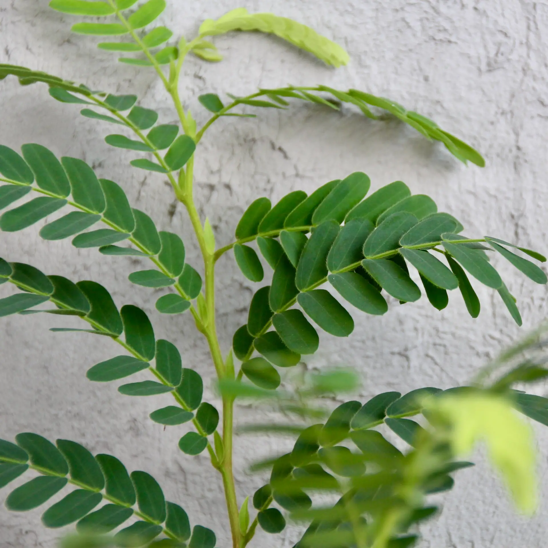 Tamarindus indica 4 Tamarindus indica - Image 4