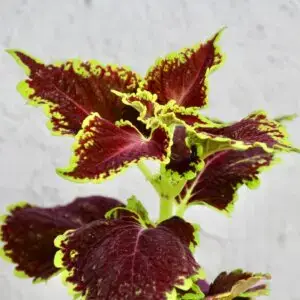 coleus-crown-jewel-rastlinkovo