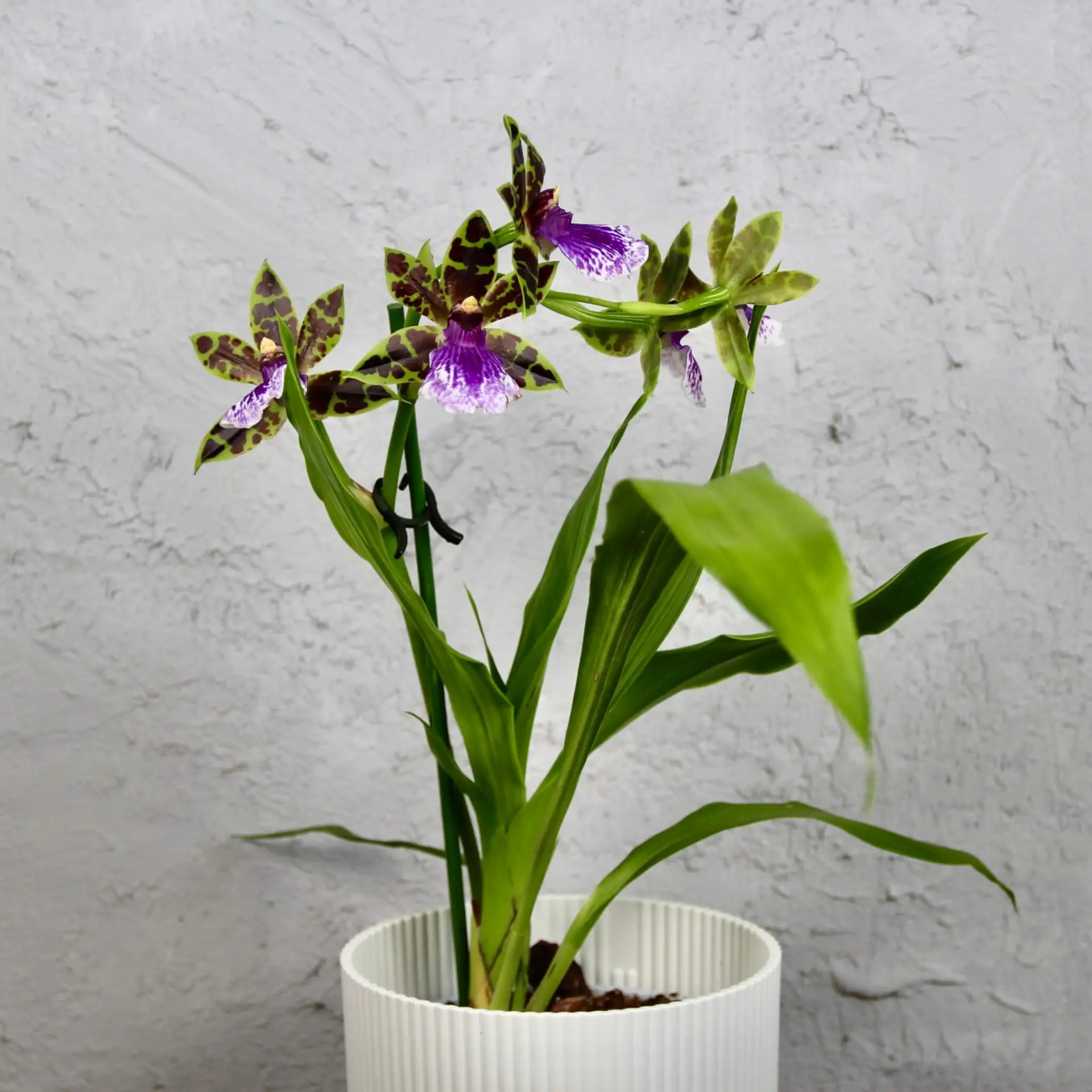 Orchidea Zygopetalum mackayi 2 Orchidea-Zygopetalum-mackayi-rastlinkovo