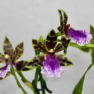 Orchidea-Zygopetalum-mackayi-rastlinkovo