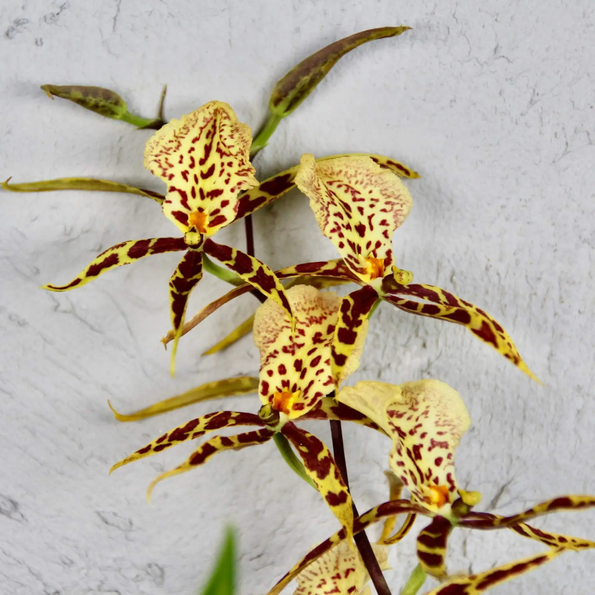 Orchidea Miltassia Mystic 3 Orchidea-Miltassia-Mystic-rastlinkovo