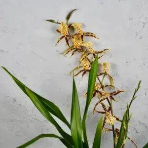 Orchidea-Miltassia-Mystic-rastlinkovo