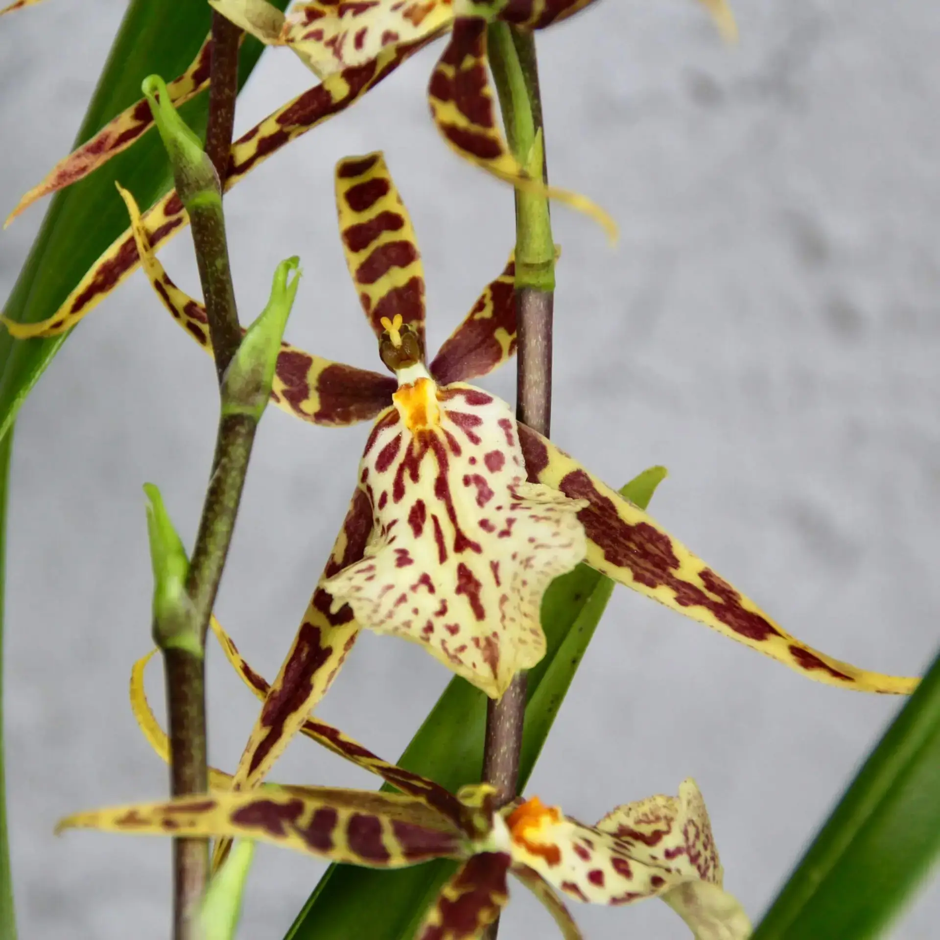 Orchidea Miltassia Mystic