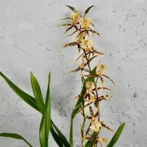 Orchidea-Miltassia-Mystic-rastlinkovo