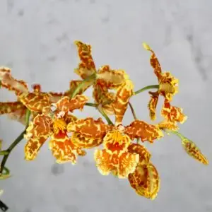 Orchidea-Odontoglossum-Burkhard-rastlinkovo
