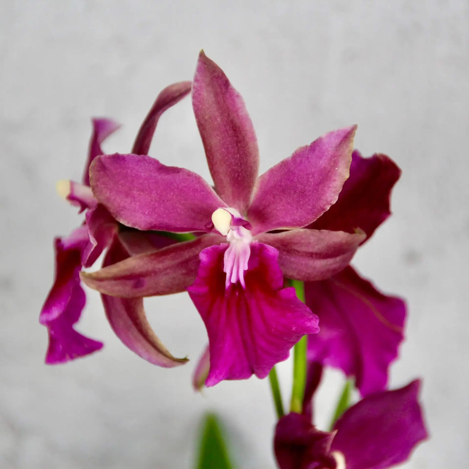 Orchidea Miltonia moreliana bluntii 1 Orchidea-Miltonia-moreliana-bluntii-rastlinkovo
