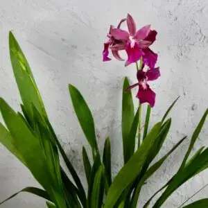 Orchidea-Miltonia-moreliana-bluntii-rastlinkovo