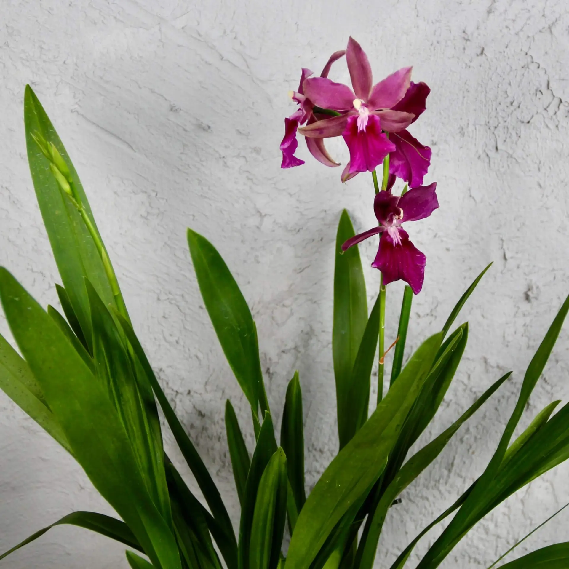 Orchidea Miltonia moreliana bluntii 2 Orchidea-Miltonia-moreliana-bluntii-rastlinkovo