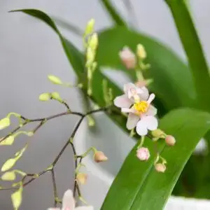 Orchidea-Oncidium-Twinkle-Fragrant-Fantasy-rastlinkovo