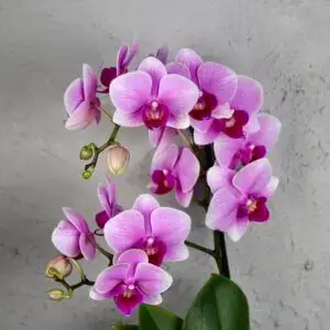 Orchidea-phalaenopsis-multiflora-ružová-rastlinkovo