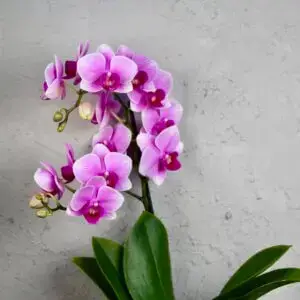 Orchidea-phalaenopsis-multiflora-ružová-rastlinkovo