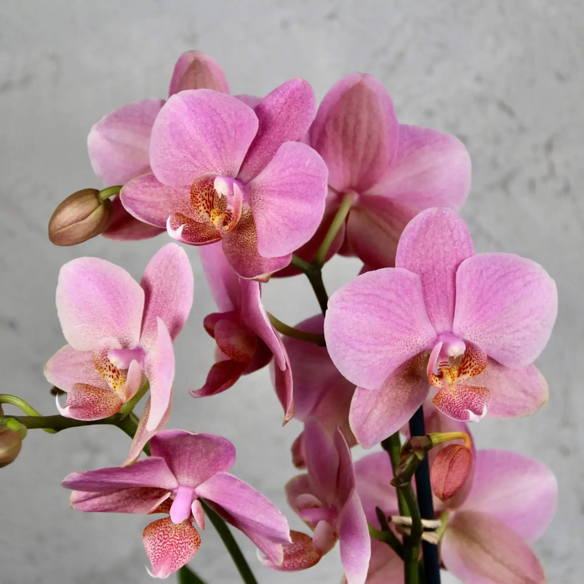 Orchidea phalaenopsis multiflora fialová 4 Orchidea-phalaenopsis-multiflora-ružová-rastlinkovo