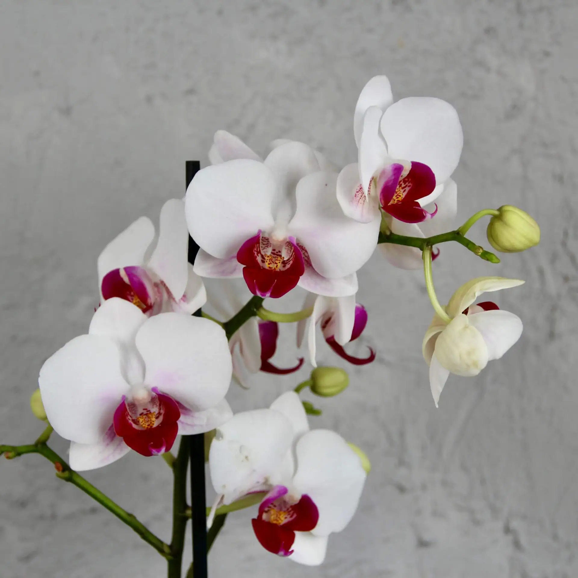 Orchidea phalaenopsis multiflora bielo fialová 1 Orchidea-phalaenopsis-multiflora-bielo-ružová-rastlinkovo