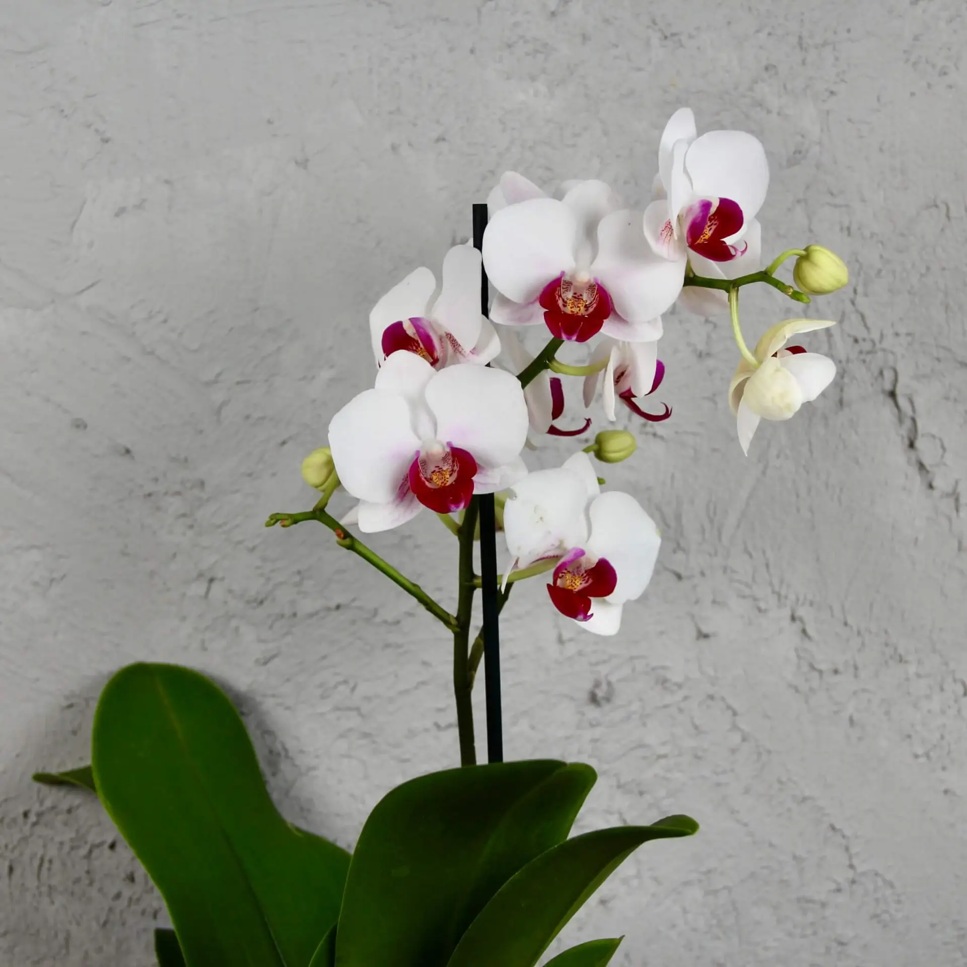 Orchidea phalaenopsis multiflora bielo fialová 2 Orchidea-phalaenopsis-multiflora-bielo-ružová-rastlinkovo