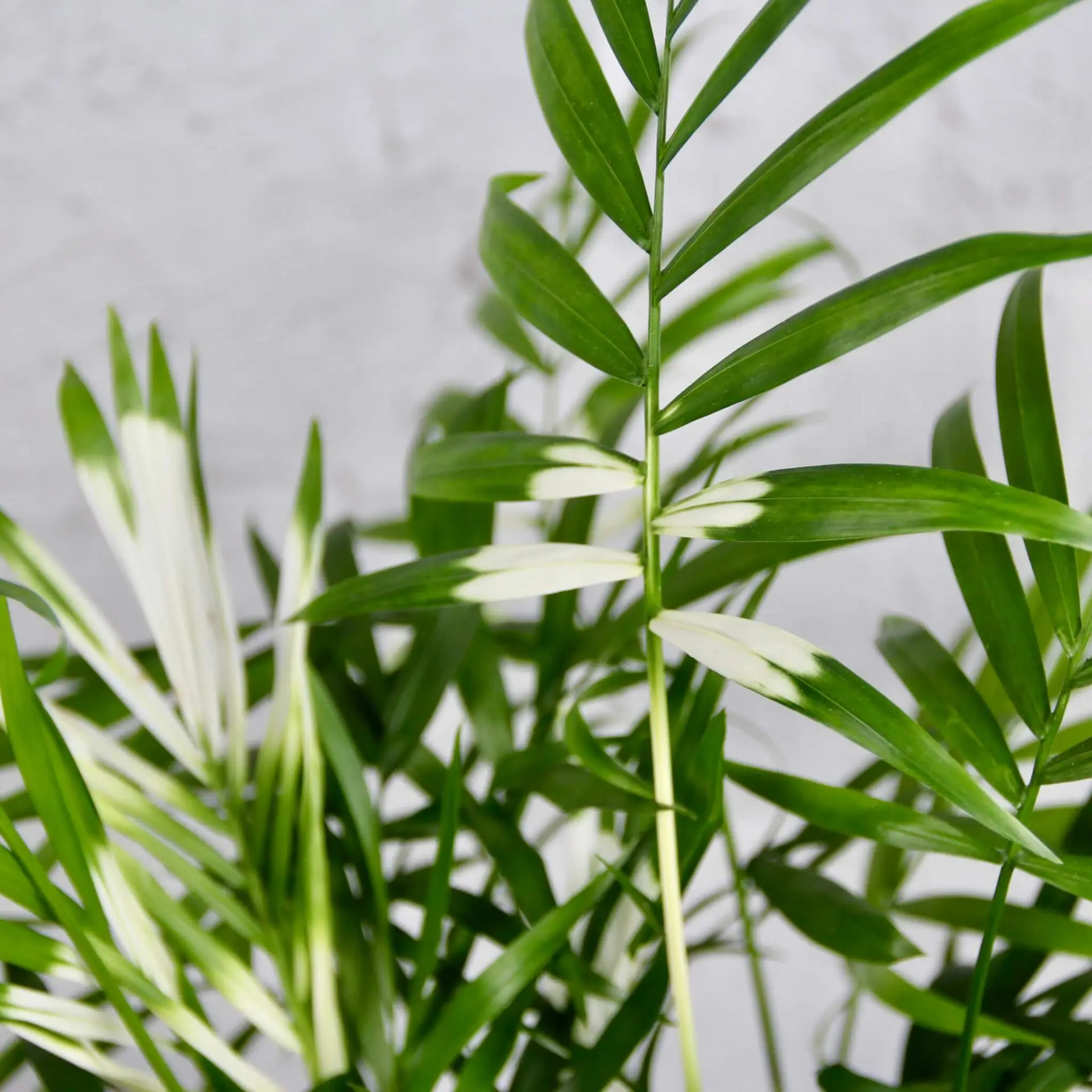 Chamaedorea Elegans variegata