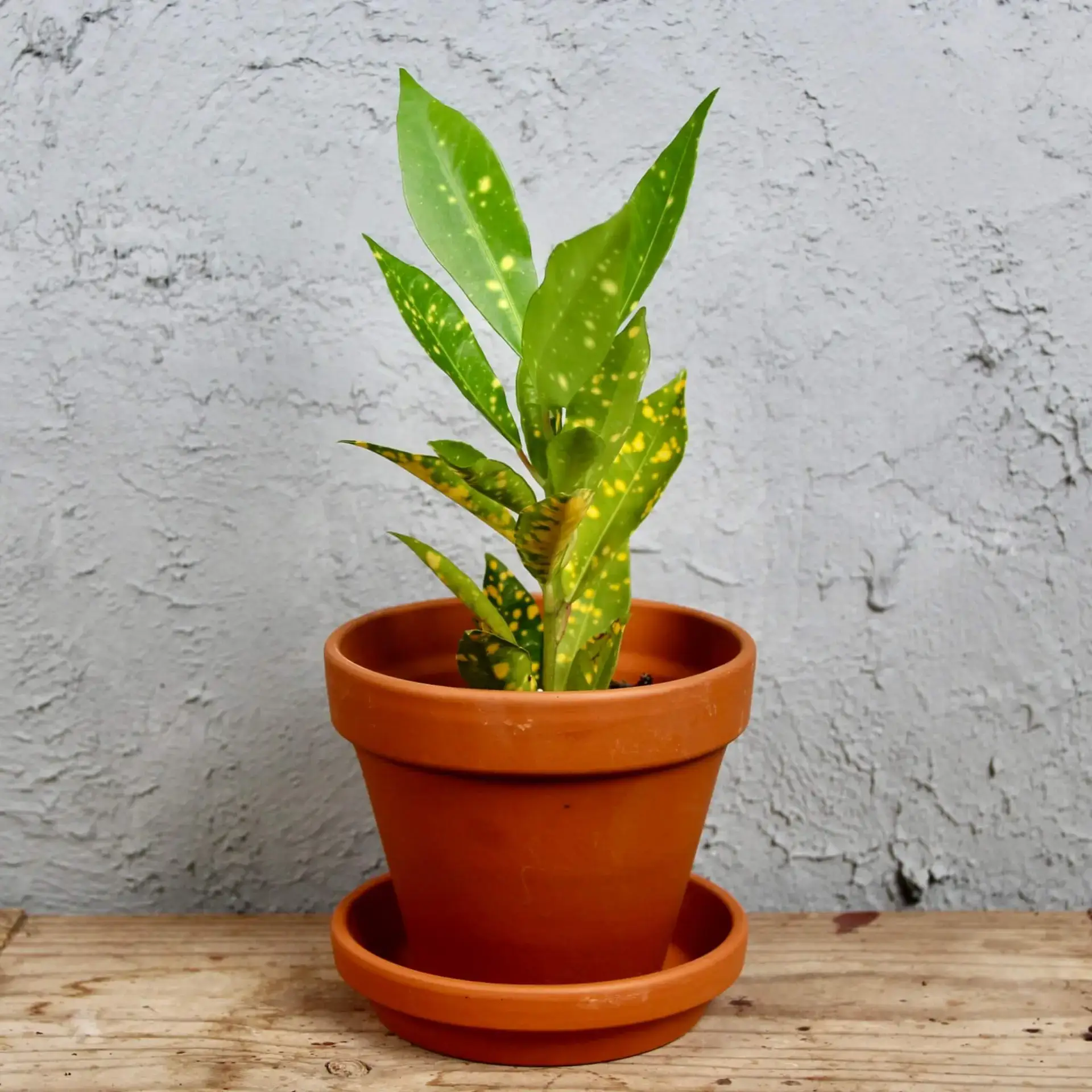 E-shop Kroton Codiaeum variegata baby
