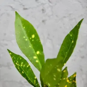 kroton-codiaeum-variegata-rastlinkovo