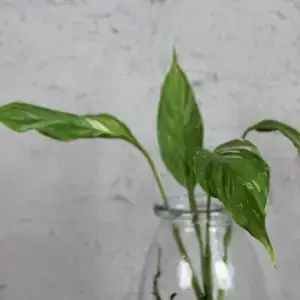 Spathiphyllum-wallisii-diamond-variegata-odrezok-rastlinkovo