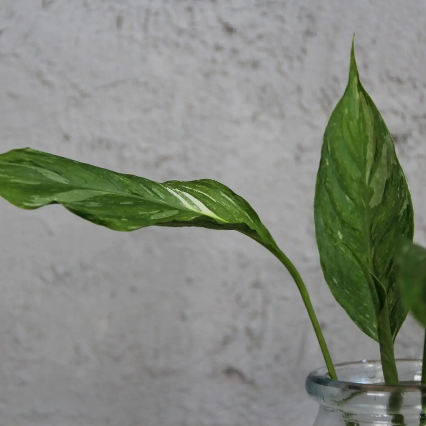 Spathiphyllum wallisii diamond variegata odrezok 2 Spathiphyllum-wallisii-diamond-variegata-odrezok-rastlinkovo