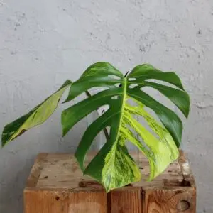 monstera-aurea-odrezok-rastlinkovo