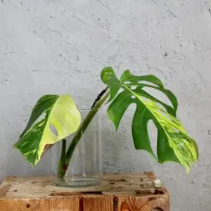monstera-aurea-odrezok-rastlinkovo