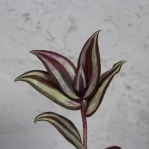 tradescantia-zebra-odrezok-rastlinkovo