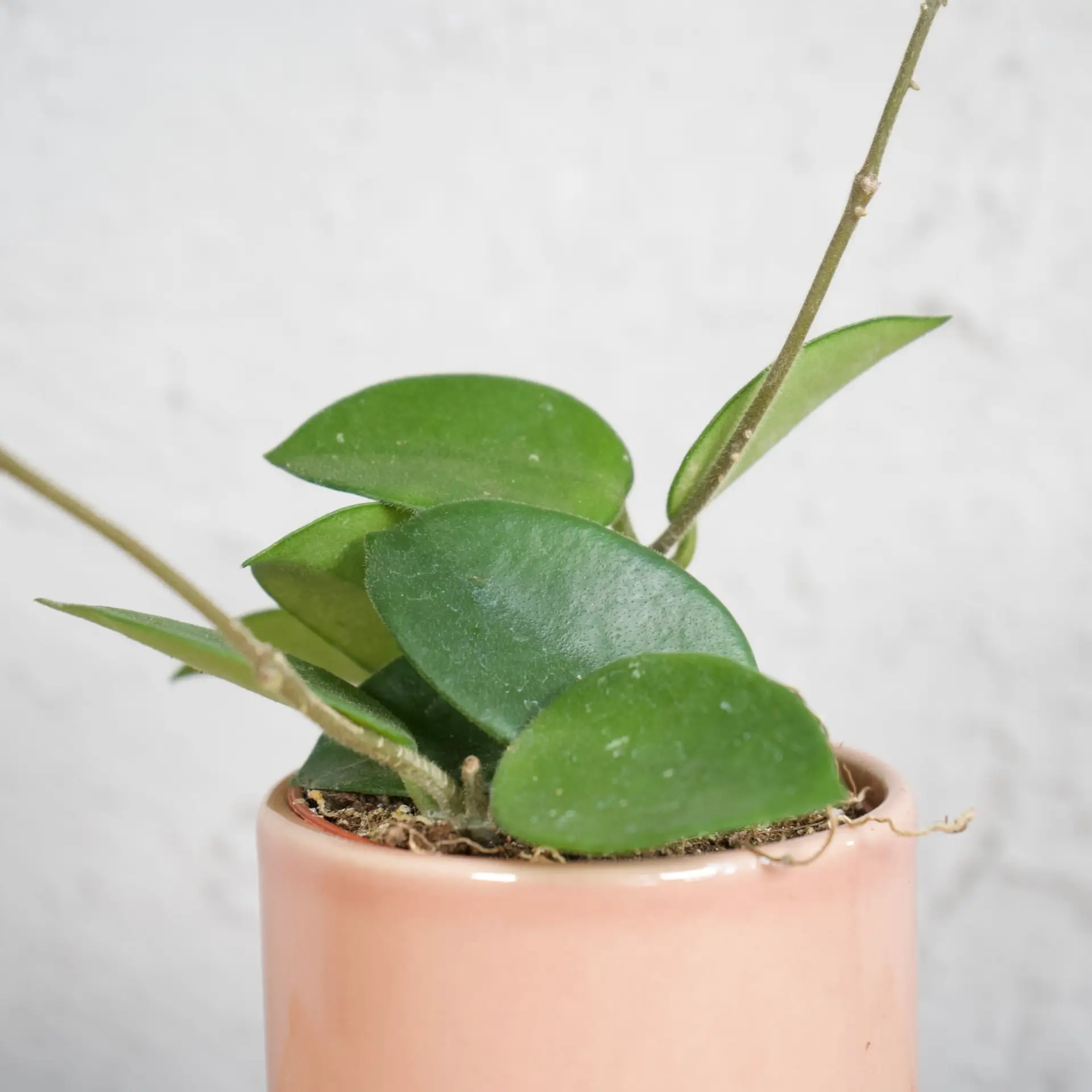 E-shop Hoya Mathilde baby