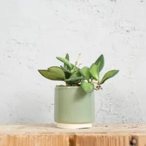 hoya-burtoniae-variegata-baby-rastlinkovo
