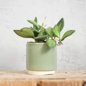 hoya-burtoniae-variegata-baby-rastlinkovo