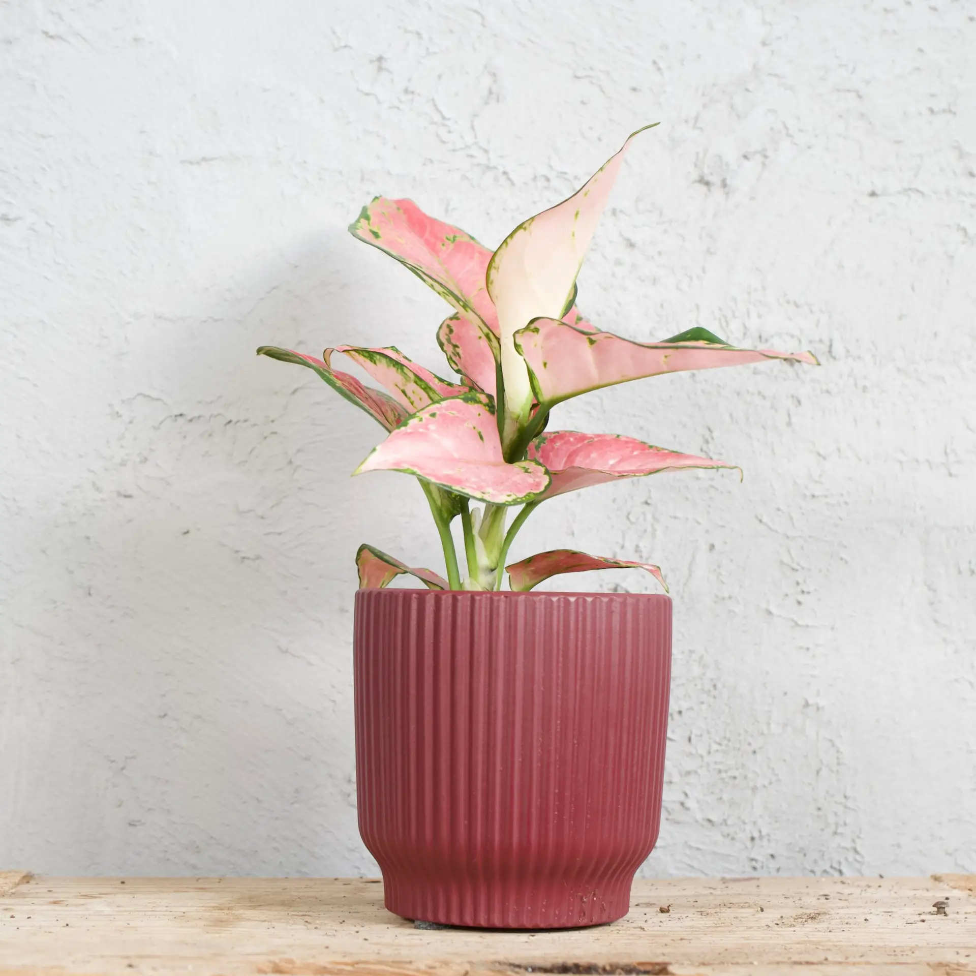 Aglaonema Pinky Promise 2 aglaonema-pinky-promise-rastlinkovo