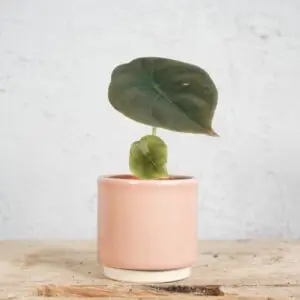 alocasia-cuprea-red-secret-baby-rastlinkovo