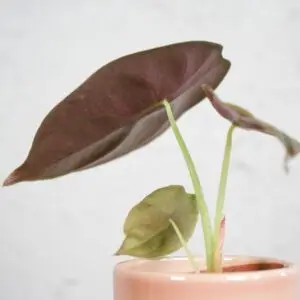 alocasia-cuprea-red-secret-baby-rastlinkovo