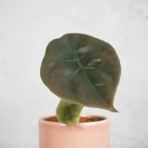 alocasia-cuprea-red-secret-baby-rastlinkovo