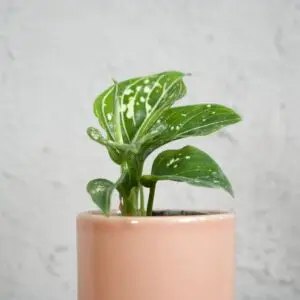 aglaonema-toms-pride-baby-rastlinkovo