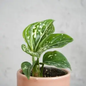 aglaonema-toms-pride-baby-rastlinkovo