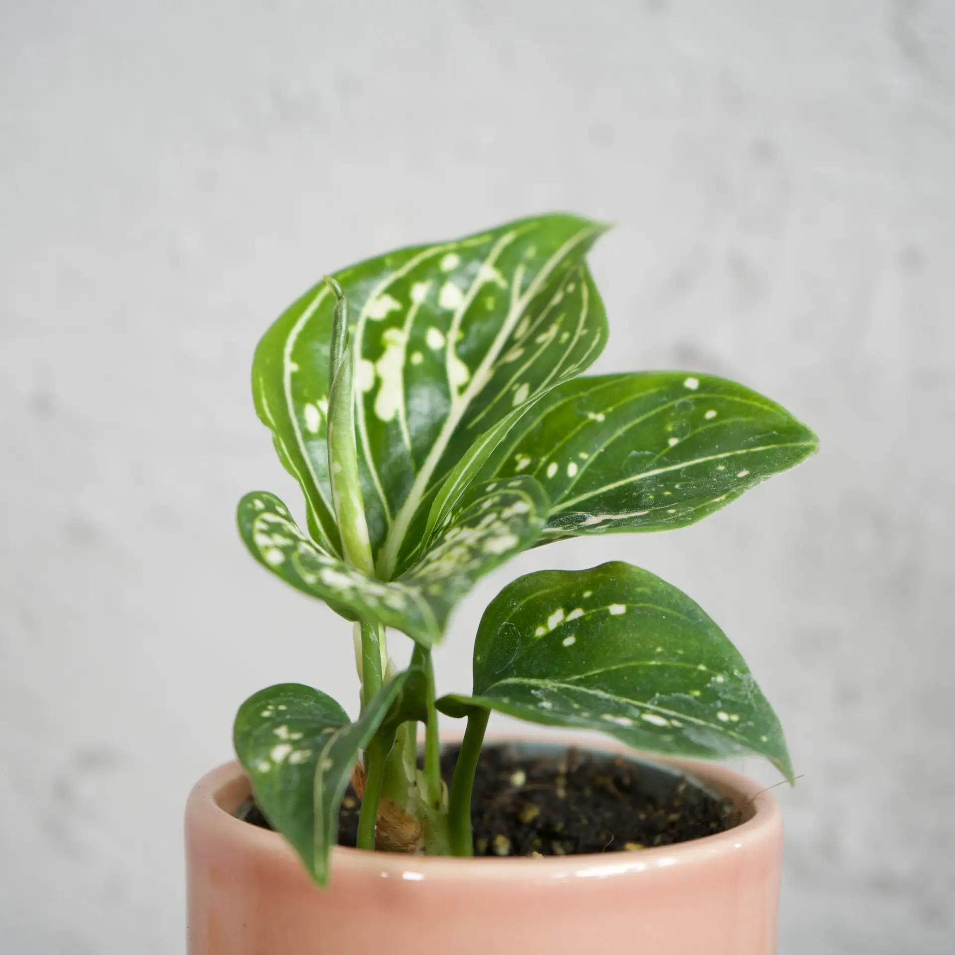 Aglaonema Toms Pride baby