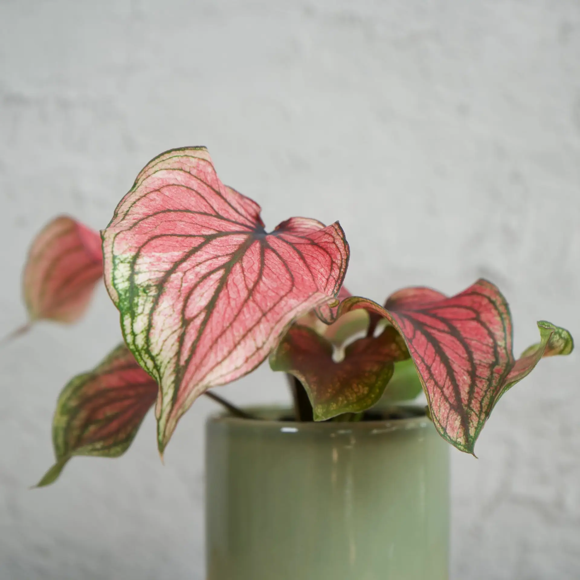 Caladium Lucia baby
