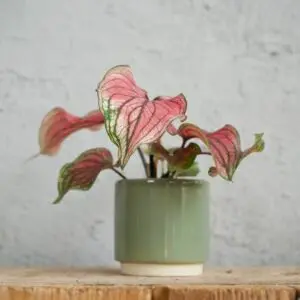 caladium-lucia-baby-rastlinkovo