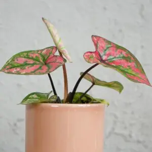caladium-purple-light-baby-rastlinkovo