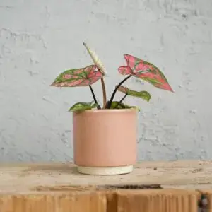 caladium-purple-light-baby-rastlinkovo