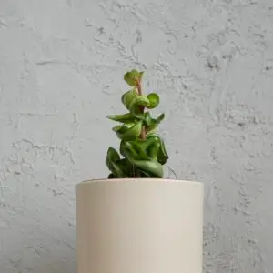 hoya-compacta-mauna-loa-rastlinkovo