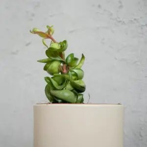 hoya-compacta-mauna-loa-rastlinkovo