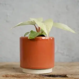 philodendron-snowdrift-rastlinkovo