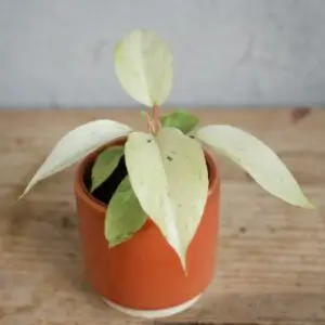 philodendron-snowdrift-rastlinkovo