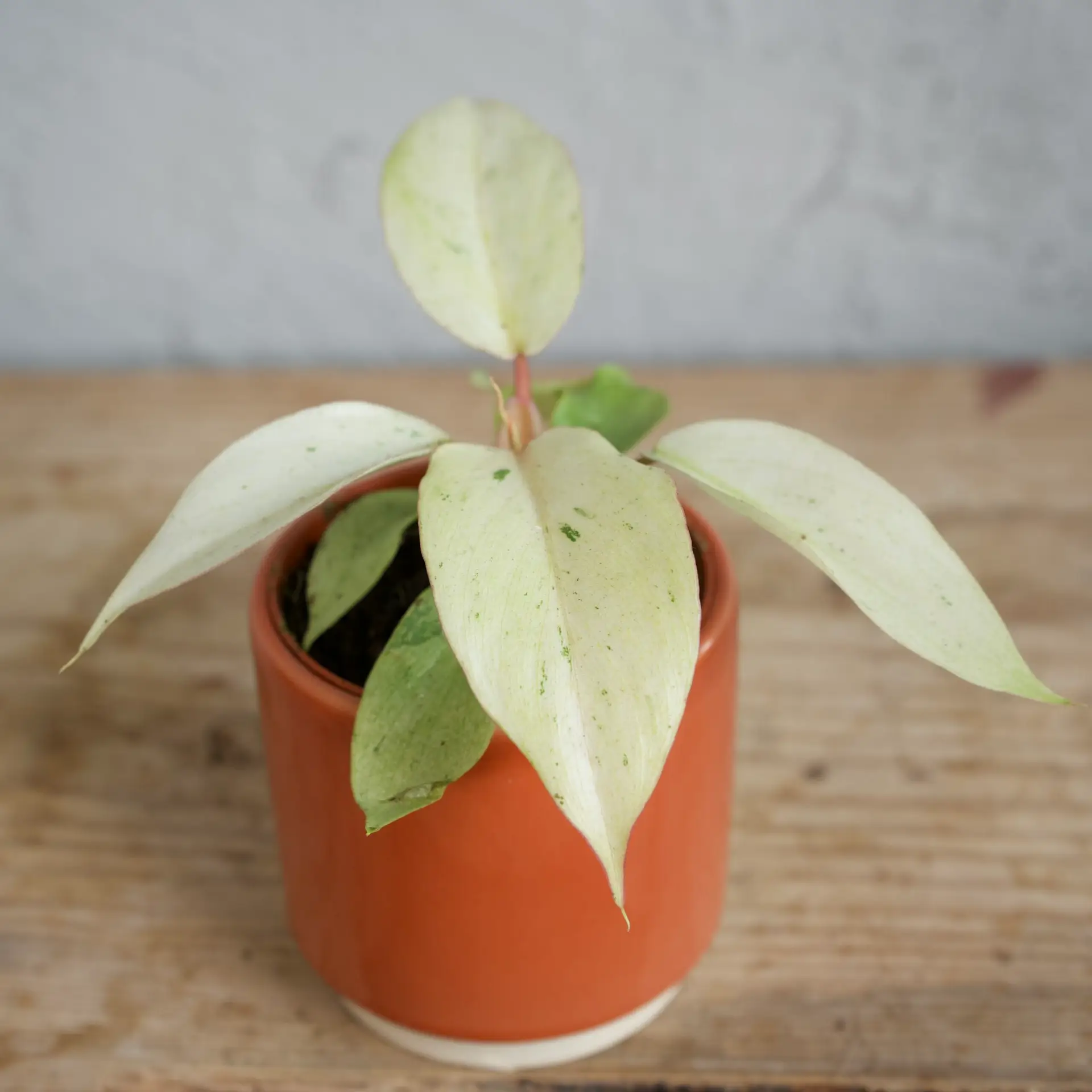 Philodendron Snowdrift baby