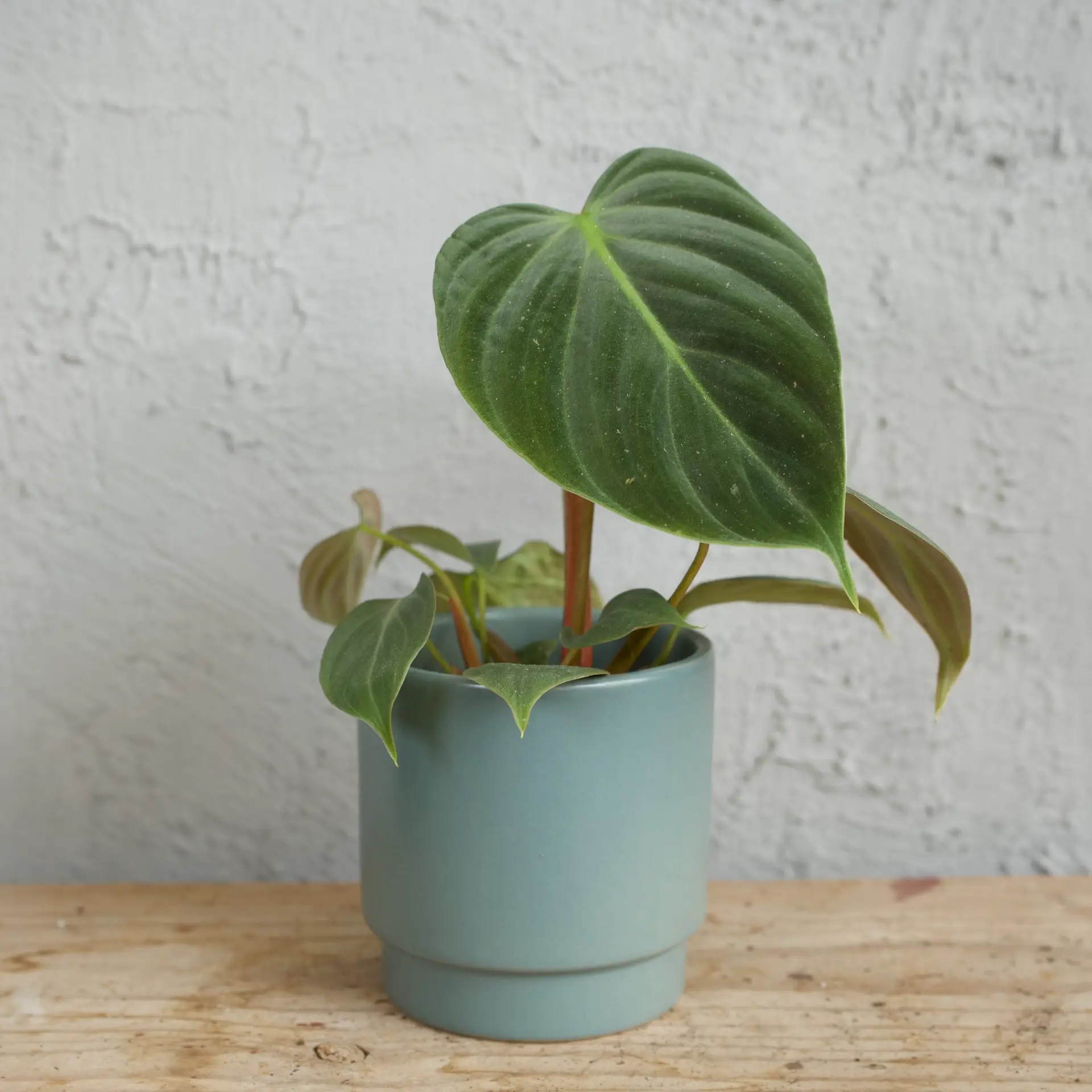 Philodendron El Choco baby