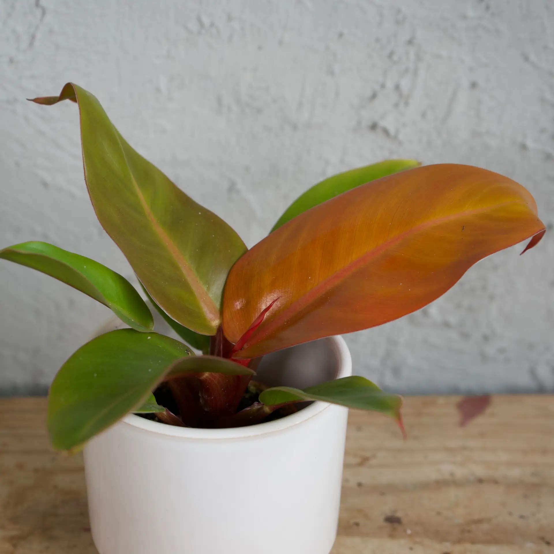 Philodendron Cherry Red baby