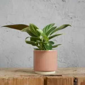 philodendron-birkin-x-imperial-red-hybrid-rastlinkovo